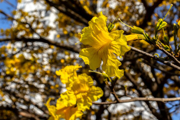 Yellow Ipê (Handroanthus albus) flowering in a square in the south of Sao Paulo