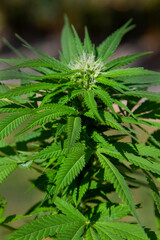 Marihuana Plant growing in a garden.