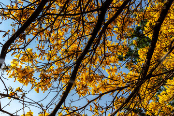 Yellow Ipê (Handroanthus albus) flowering in a square in the south of Sao Paulo