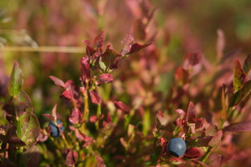 blueberries in the forest