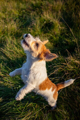 Jack russell terrier stands on its hind legs on green grass