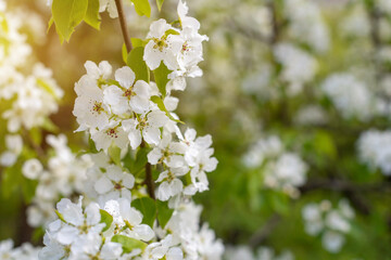 Fototapeta na wymiar Flowering closeup of pear blossom in spring garden
