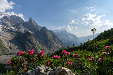 Pink flowers in blurry foreground and mountains in the background with patches of snow