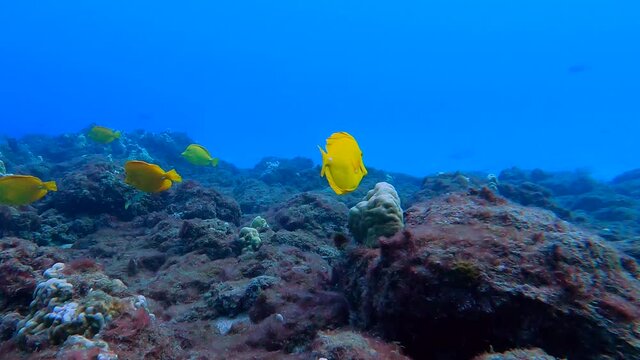 Yellow Tang Fish of Maui