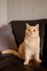 A red-haired cat is sitting on a black leather sofa.