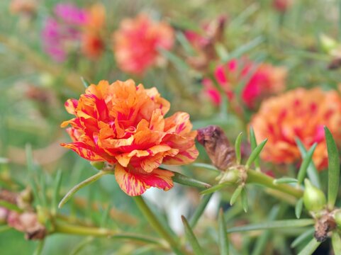 Closeup orange yellow flower moss-rose purslane plants Portulaca grandiflora with soft selective focus for pretty background ,delicate dreamy beauty of nature ,macro image, free copy space for letter 