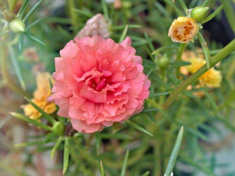 Closeup pink orange flower moss-rose purslane plants Portulaca grandiflora with soft selective focus for pretty background ,delicate dreamy beauty of nature ,macro image, free copy space for letter 