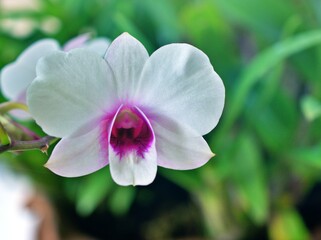 Gently white-purple flower orchids  cooktown ,Dendrobium bigibbum blooming in garden tropical ,soft...