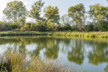 A small pond with yellow-green trees and grasses in the autumn.