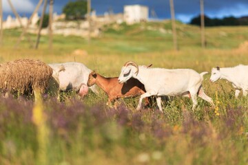 Mature adult goat, walking side ways. On natural background.