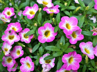Closeup purple pink flower Calibrachoa care Million bells petunia blooming in garden summer and soft selective focus for pretty background ,delicate dreamy beauty of nature ,macro ,copy space ,gently 