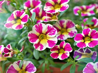 Fototapeta na wymiar Closeup white pink flower Calibrachoa care Million bells petunia blooming in garden summer and soft selective focus for pretty background ,delicate dreamy beauty of nature ,macro ,copy space ,gently 