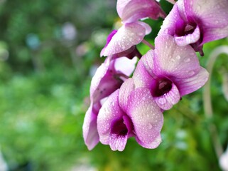 Gently white-purple flower orchids  cooktown ,Dendrobium bigibbum blooming in garden tropical ,soft...