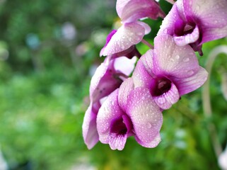 Gently white-purple flower orchids  cooktown ,Dendrobium bigibbum blooming in garden tropical ,soft selective focus for pretty background, delicate dreamy of beauty of nature ,copy space ,lovely macro