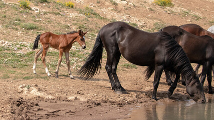 Bay colored male foal baby wild horse coming to the waterhole with his herd in the Pryor Mountains...