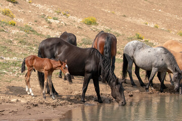 Wild Horse Mustang - Bay colored male foal at the waterhole with his herd in the Pryor Mountains...