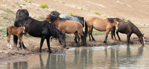 Wild Horse Mustang - Bay colored male foal at the waterhole with his herd in the Pryor Mountains...