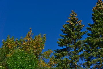 Early fall vibes of tree leaf color changing and golden cones on the top of pine trees in September on a sunny day with a background of a clear blue sky.