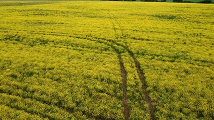 Trails in yellow blooming field