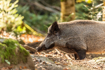 Portrait of wild pigs in an accessible enclosure at the bavarian forest national park, Neuschönau