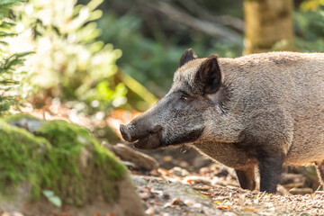 Naklejka na ściany i meble Portrait of wild pigs in an accessible enclosure at the bavarian forest national park, Neuschönau