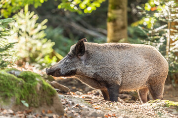 Portrait of wild pigs in an accessible enclosure at the bavarian forest national park, Neuschönau