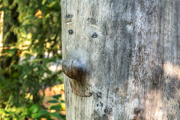 Close-up of a tree face in the woods