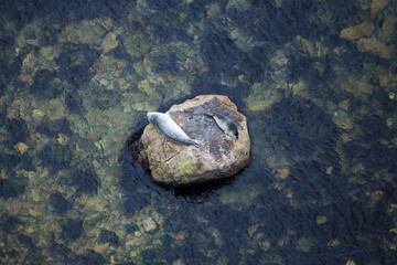 Selective focus high angle view of grey seal female and pup resting on a large rock at low tide during a summer day, Percé, Quebec, Canada