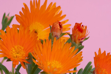 soft yellow and orange color flowers and buds in foreground with blur and abstract background