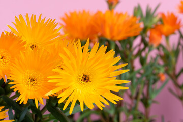 soft yellow and orange color flowers and buds in foreground with blur and abstract background