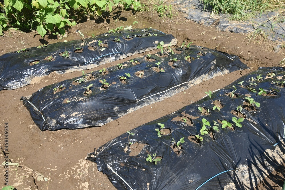 Sticker Strawberry seedling planting work in the vegetable garden. Strawberries are planted around October and harvested around May of the following year. 