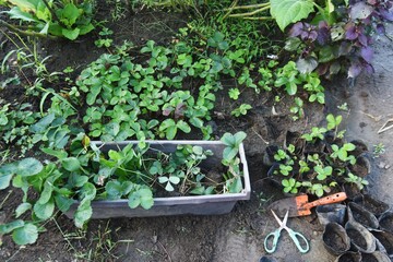 Strawberry seedling planting work in the vegetable garden. Strawberries are planted around October and harvested around May of the following year. 