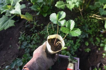 Strawberry seedling planting work in the vegetable garden. Strawberries are planted around October and harvested around May of the following year. 