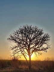 tree in the morning