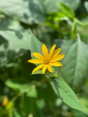 yellow flower