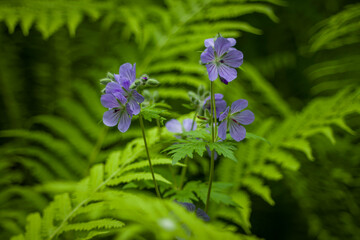 flowers in the forest
