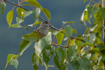 bird on the tree
