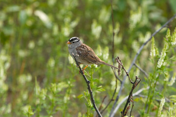 Sparrow on branch