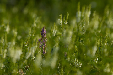 purple flower in field