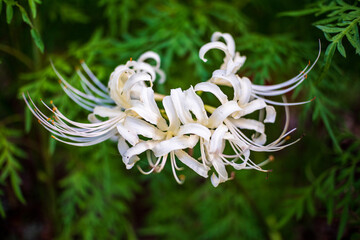Lycoris albiflora or White Spider Lily bulbous perennial boasting eye-catching umbels of 6-8 glistening white.