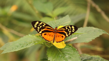 Mariposas de colores