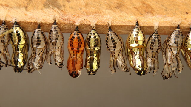 Oruga larva de mariposas