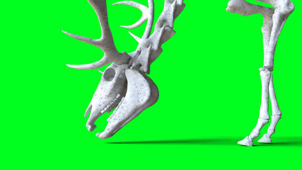 Skeleton deer on green screen. Isolate. 3d rendering.