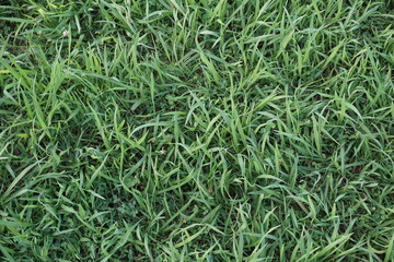 公園に生える芝草の拡大写真