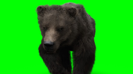 Fototapeta premium Walking bear. Green screen isolate. 3d rendering.