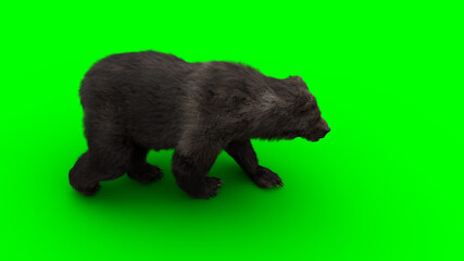 Obraz na płótnie Canvas Walking bear. Green screen isolate. 3d rendering.