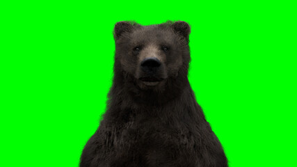 Fototapeta premium standing bear. Green screen isolate. 3d rendering.