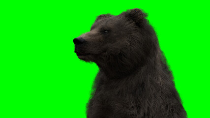 standing bear. Green screen isolate. 3d rendering.