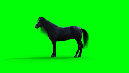 Standing black horse. Green screen isolate. 3d rendering.
