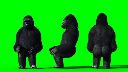 Funny gorilla. Realistic fur. Green screen. 3d rendering.